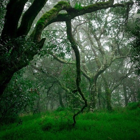05_Floresta_Bucaco_2019