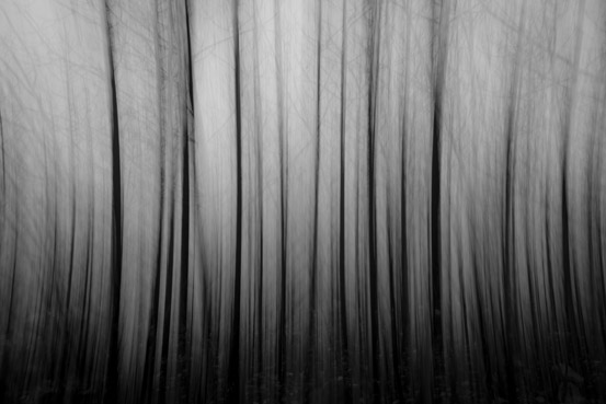 07_Floresta_VilaVelhadeRodao_2018